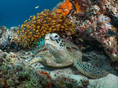 Rich biodiversity under the water.
(Photo courtesy: Galice Hoarau, Winner of 2019 World Oceans Day Photo Competition (Underwater Life))